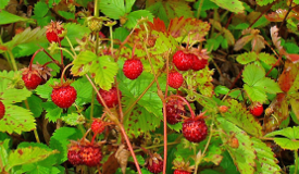 Fragaria vesca